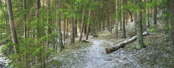 Camino Través Las Colinas Del Majestuoso Bosque Siempreverde Del Norte —  Fotos de Stock