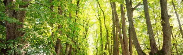 Summer Landscape Alley Tall Deciduous Green Trees City Park Bright — Stock Photo, Image