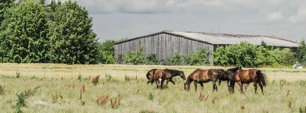 Paarden Grazen Een Groene Bosweide Idyllische Zomer Landelijke Scène Verenigde — Stockfoto