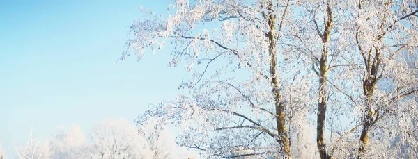 Snötäckta Träd Skog Efter Snöstorm Soluppgång Rent Solljus Vinterunderlandet Panoramalandskap — Stockfoto