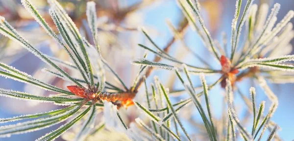 소나무 가지에는 솔방울이 바늘은 가까이 있습니다 침엽수림 부드러운 있습니다 겨울의 — 스톡 사진