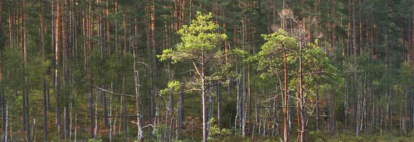 Young Spruce Pine Trees Close Evergreen Coniferous Forest Background Latvia — Stock Photo, Image