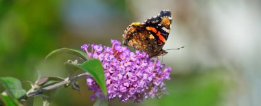 Kızıl Amiral (Vanessa atalanta) pembe çiçeklerin üzerindeki kelebek, yakın plan. Glasgow, İskoçya