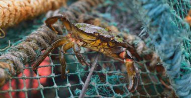Balık ağındaki küçük sarı yengeç, yakın plan. Arka planda yelken ipleri var. Çevre koruma teması. Jura Adası, Inner Hebrides, İskoçya, İngiltere