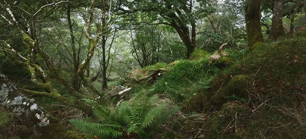 Fantastisk Utsikt Över Den Skotska Regnskogen Forntida Träd Mossa Och — Stockfoto