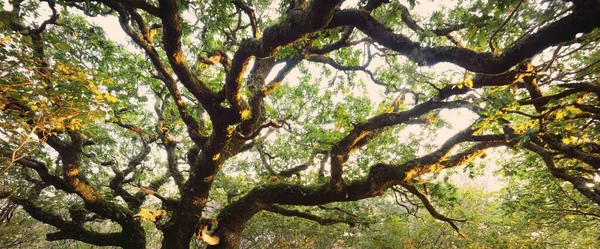 Vue Imprenable Sur Forêt Tropicale Écossaise Arbres Anciens Mousse Fougère — Photo