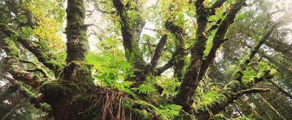 Escena Del Bosque Oscuro Antiguo Árbol Musgoso Seco Hojas Helecho — Foto de Stock