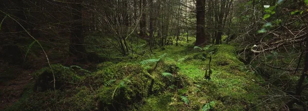 Temná Lesní Scéna Staré Mechové Jedle Kapradinové Listy Zblízka Kmeny — Stock fotografie
