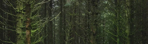 Ciemna Scena Lasu Potężna Wiecznie Zielona Sosna Świerki Ardrishaig Loch — Zdjęcie stockowe
