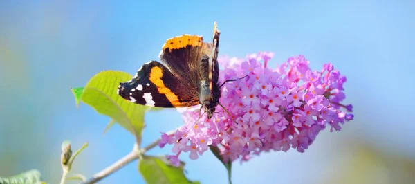 Red Admiral Vanessa Atalanta Butterfly Pink Flowers Close Glasgow Scotland — Stock Photo, Image