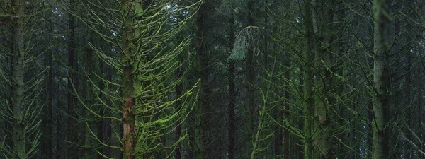 Temná Lesní Scéna Mocně Zelené Borovice Smrky Ardrishaig Loch Fyne — Stock fotografie