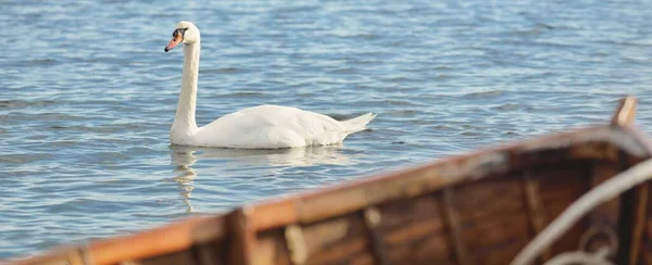 Cigno Bianco Primo Piano Azzurro Chiaro Una Vista Dal Peschereccio — Foto Stock