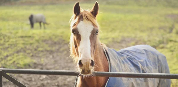 Brown Horse Country Farm Sunset Close Ardrishaig Loch Fyne Crinan — Stock Photo, Image