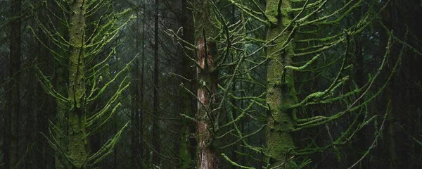 Ciemna Scena Lasu Potężna Wiecznie Zielona Sosna Świerki Ardrishaig Loch — Zdjęcie stockowe
