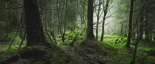 Ciemna Scena Lasu Stare Meczetowe Jodły Paproć Liście Bliska Pnie — Zdjęcie stockowe