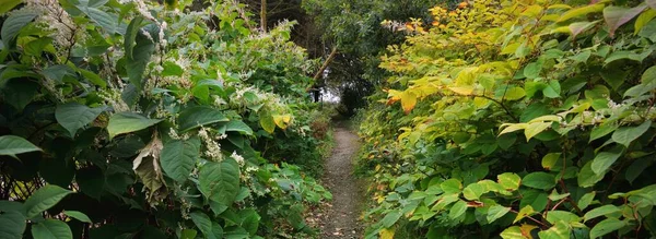 Scène Forêt Sombre Promenade Travers Les Arbres Plantes Fougères Gros — Photo