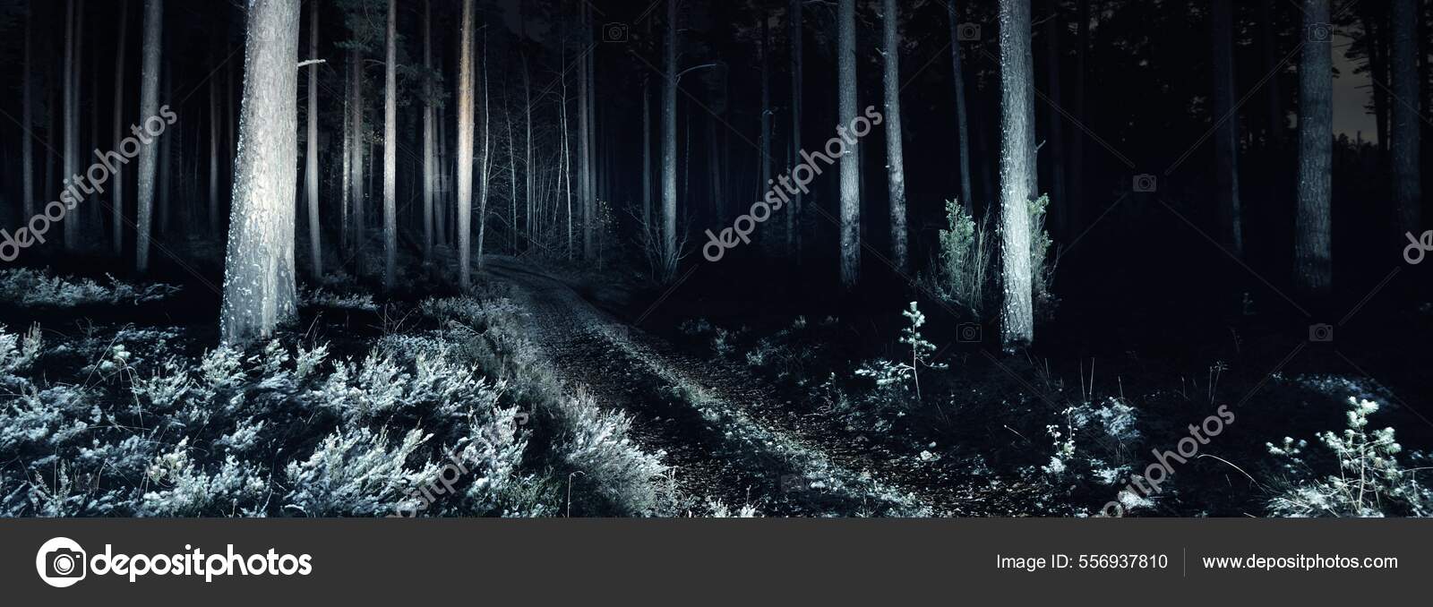 Paisagem Da Noite Com Colinas, Floresta Escura, Abeto-árvores