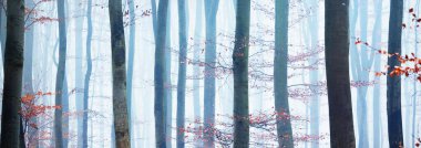 Kalın bir siste gizemli altın kayın ormanı. Güçlü ağaçlar. Kırmızı ve turuncu yapraklar. Lorraine, Fransa. Atmosferik sonbahar manzarası. Resimli panoramik manzara. Ekoloji, çevre, doğa