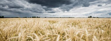 Yaz kırsalında. Bulutlu bir günde tarla manzarası, yakın çekim. ABD