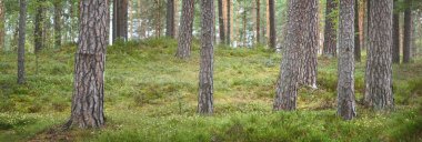 Görkemli Evergreen Ormanı. Güçlü ağaçlar, yosunlar, bitkiler, eğrelti otları. Atmosferik rüya gibi bir manzara. Yumuşak ışık. Panoramik görünüm