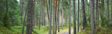 Görkemli Evergreen Ormanı. Güçlü ağaçlar, yosunlar, bitkiler, eğrelti otları. Atmosferik rüya gibi bir manzara. Yumuşak ışık. Panoramik görünüm