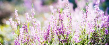 Çiçekler açan mor ve pembe kenevir çiçekleri Calluna vulgaris, örümcek ağı. Panoramik görüntü. Saf doğa, botanik, bahçıvanlık, çevre, ekoloji
