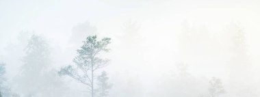 Gündoğumunda yoğun ve gizemli bir siste Evergreen Ormanı (bataklık). - Letonya. Yumuşak güneş ışığı. Idyllic sonbahar manzarası. Peri, rüya gibi bir sahne. Saf doğa, eko-turizm teması