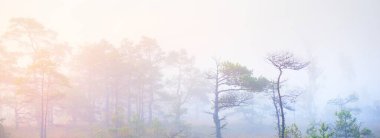 Gündoğumunda yoğun ve gizemli bir siste Evergreen Ormanı (bataklık). - Letonya. Yumuşak güneş ışığı. Idyllic sonbahar manzarası. Peri, rüya gibi bir sahne. Saf doğa, eko-turizm teması