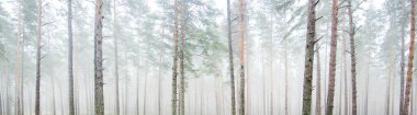 Yoğun beyaz bir sis altında görkemli ormanın resimli panoramik manzarası. Atmosferik manzara. Ekoloji, çevre, saf doğa.