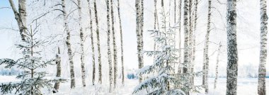 Kar fırtınasından sonra orman parkı. Karla kaplı ağaçlar yakın plan. Kış Harikalar Diyarı. Idyllic manzara. Doğa, mevsimler, çevre koruma