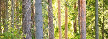 Görkemli Evergreen Ormanı 'nın tepelerinden geçen yol. Güçlü çam ağaçları, yosunlar, bitkiler. Yumuşak güneş ışığı. Idyllic manzara. Doğa, mevsimler, çevre, eko-turizm
