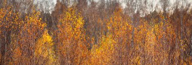 Görkemli ormanın resimli bir manzarası. Atmosferik sonbahar manzarası. Sonbahar mevsimi, saf doğa, ekoloji.