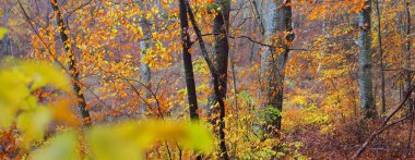 Sis içindeki görkemli orman. Güçlü kayın ağaçları, yosunlar, bitkiler. Altın yapraklar. Karanlık atmosferik sonbahar manzarası. Yalnızlık, sessizlik, gizem, hayal, gotik kavramlar.