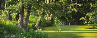 Gün batımında yeşil yaprak döken bir ormanda nehir, yakın ağaçlar, sıcak güneş ışığı. Sudaki simetri yansımaları, doğal ayna. Huzurlu bir manzara. Letonya