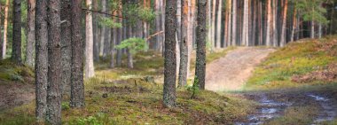 Evergreen Ormanı 'nın tepelerine giden yol. Dünya, doğa, çevre koruma, ekoloji. Ekoloji, sürdürülebilir seyahat, yenilenebilir turizm, dinlenme, yürüyüş kavramları
