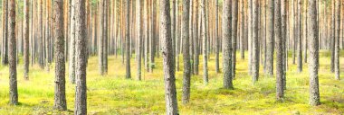 Evergreen Ormanı 'nın tepelerine giden yol. Dünya, doğa, çevre koruma, ekoloji. Ekoloji, sürdürülebilir seyahat, yenilenebilir turizm, dinlenme, yürüyüş kavramları