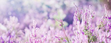 Çiçekler açan mor ve pembe kenevir çiçekleri Calluna vulgaris, örümcek ağı. Panoramik görüntü. Saf doğa, botanik, bahçıvanlık, çevre, ekoloji