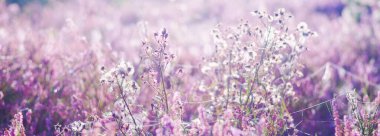 Çiçekler açan mor ve pembe kenevir çiçekleri Calluna vulgaris, örümcek ağı. Panoramik görüntü. Saf doğa, botanik, bahçıvanlık, çevre, ekoloji