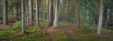 Görkemli Evergreen Ormanı 'nın tepelerinden geçen yol. Güçlü çam ve çam ağaçları. Yumuşak altın gün batımı ışığı. Idyllic sonbahar sahnesi. Doğa, mevsimler, çevre, eko-turizm
