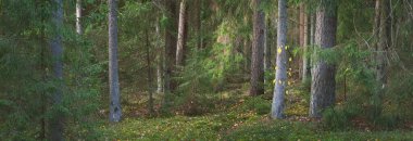 Görkemli Evergreen Ormanı 'nın tepelerinden geçen yol. Güçlü çam ve çam ağaçları. Gün batımı ışığı. Idyllic manzara. Doğa, mevsimler, çevre, eko-turizm