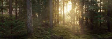 Görkemli Evergreen Ormanı 'nın tepelerinden geçen yol. Güçlü çam ve çam ağaçları. Yumuşak altın gün batımı ışığı. Idyllic sonbahar sahnesi. Doğa, mevsimler, çevre, eko-turizm