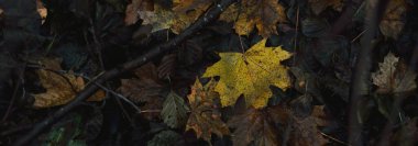 Renkli yeşil orman zemini, kahverengi, sarı, altın yapraklar. Karanlık atmosferik manzara. Sonbahar renkleri. Doğa, mevsimler, ekoloji