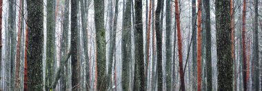 Sis içindeki görkemli orman. Güçlü ağaçlar, yosunlar, bitkiler. Karanlık atmosferik sonbahar manzarası. Yalnızlık, sessizlik, gizem, hayal, gotik kavramlar.