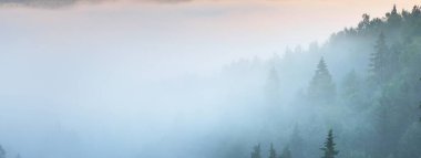 Sabahın sisli bulutlarında, yemyeşil çam ağaçları ormanının nefes kesici panoramik manzarası. Peri sonbahar manzarası. Gauja Ulusal Parkı, Sigulda, Letonya. Doğa, mevsimler