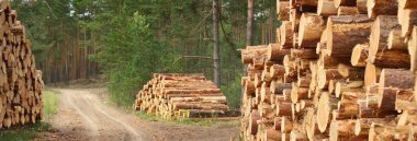 Yeşillik ormanda yakacak odun, yakın plan çam ağacı kütükleri. Çevresel hasar, ekolojik sorunlar, ekoloji, doğa, ahşap, ormansızlaşma, alternatif enerji, kereste endüstrisi, iş