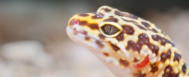 Hayvanat bahçesinde Leopar kertenkelesi Eublepharis macularius, yakın plan. Tallinn, Estonya. Portre sanatı, zooloji, herpetoloji, çevre koruma, bilim, eğitim kavramları