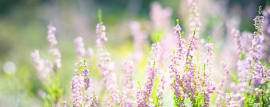 Güneşin doğuşunda, yemyeşil ormanlarda açan pembe funda çiçeklerinin olduğu orman zeminine yakın plan. Sabah bulanıklığı. Finlandiya 'da çevre koruma. Doğal çiçek deseni