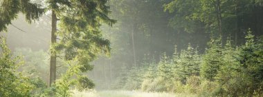 Sis içindeki görkemli ormanın panoramik manzarası. Güçlü ağaçlar. Atmosferik rüya gibi bir manzara. Yumuşak güneş ışığı. Doğa, fantezi, peri masalı