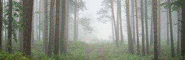 Görkemli Evergreen Ormanı 'na giden yol. Gizemli sis. Firavun, ladin, çam ağaçları. Idyllic yaz sahnesi. Doğa, ekoloji, çevre koruma. Karanlık atmosferik manzara. Panoramik görünüm