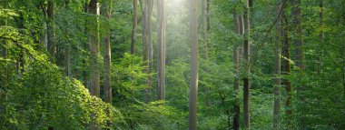 Karanlık gizemli kayın ormanının panoramik görüntüsü. Güçlü ağaçlar. Ağaç gövdelerinde güneş ışığı, yeşil yapraklar. Yaz manzarası. Rhineland, Almanya. Doğa, ekoloji, çevre koruma